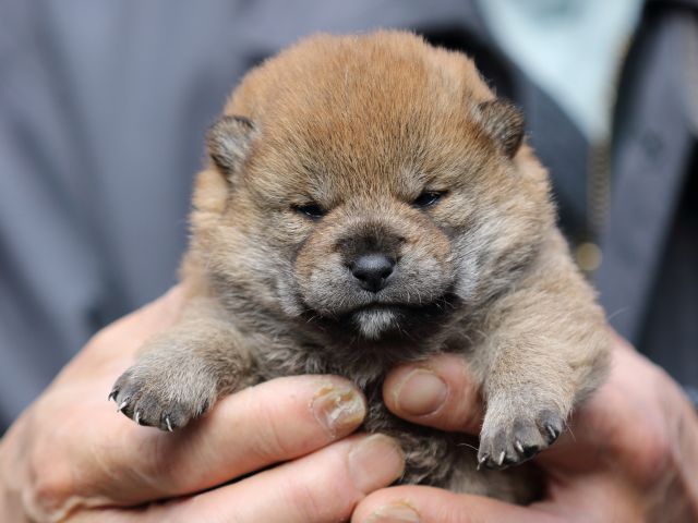 FP5A4829-puppy FP5A4829-puppy
