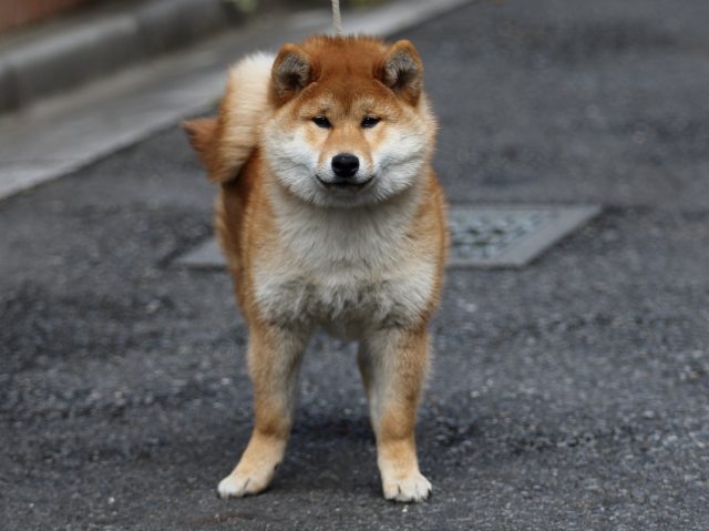 FP5A4899-puppy FP5A4899-puppy