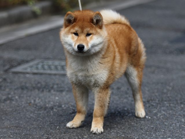 FP5A4908-puppy FP5A4908-puppy