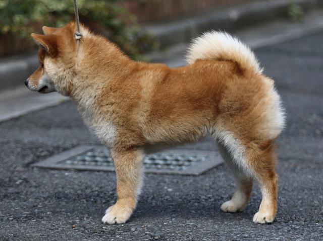 FP5A4912-puppy FP5A4912-puppy