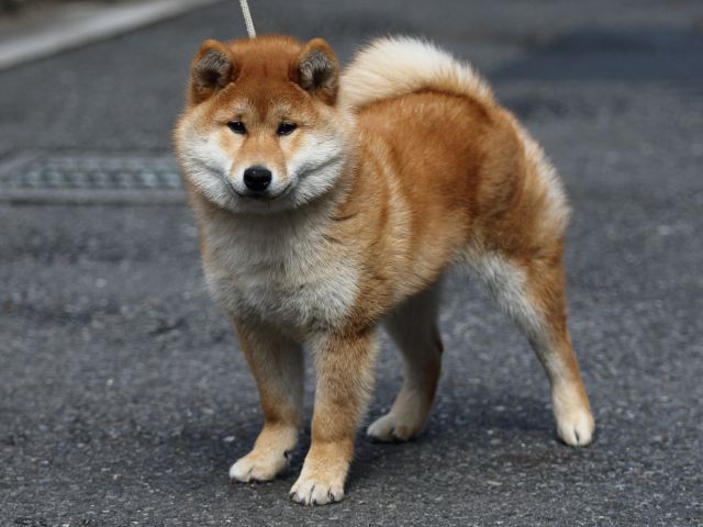 FP5A4937-puppy FP5A4937-puppy