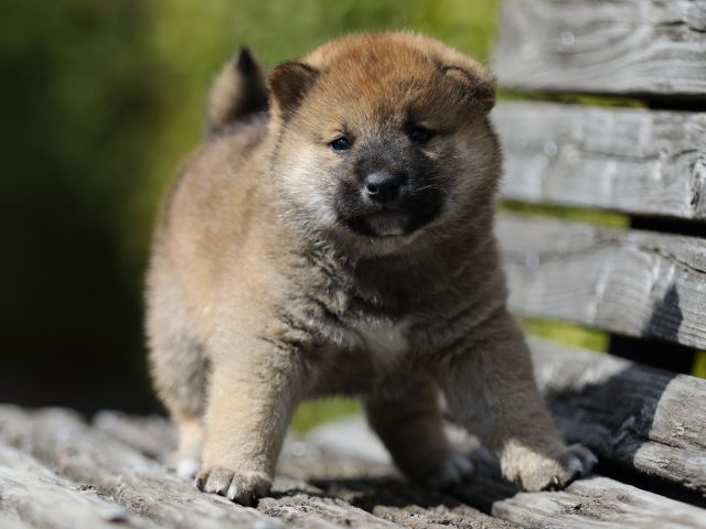 FP5A5040-puppy FP5A5040-puppy