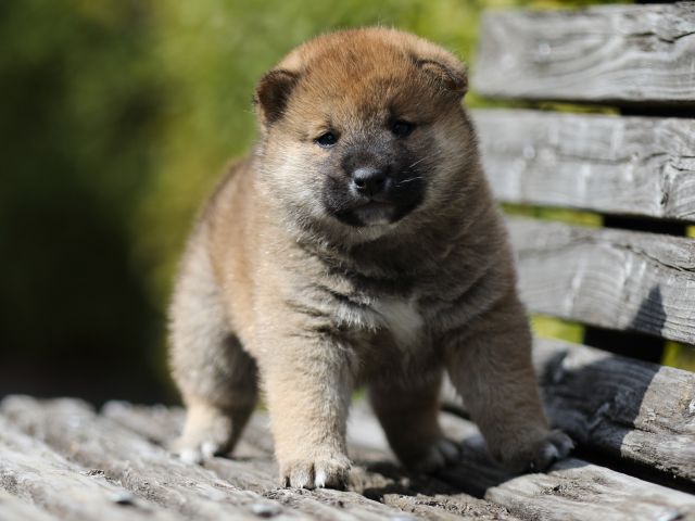 FP5A5044-puppy FP5A5044-puppy