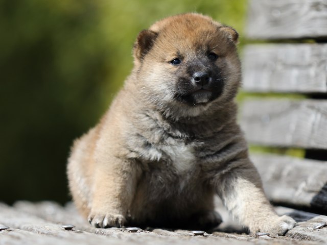 FP5A5059-puppy FP5A5059-puppy
