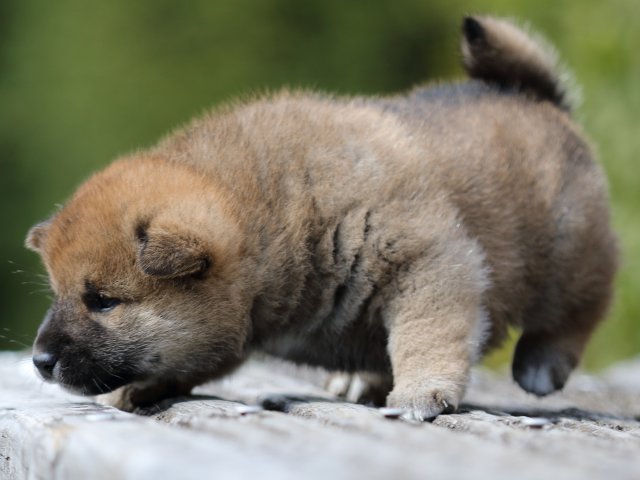 FP5A5068-puppy FP5A5068-puppy