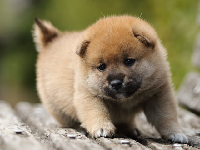 FP5A5157-puppy FP5A5157-puppy
