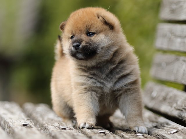 FP5A5160-puppy FP5A5160-puppy