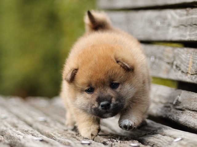 FP5A5175-puppy FP5A5175-puppy