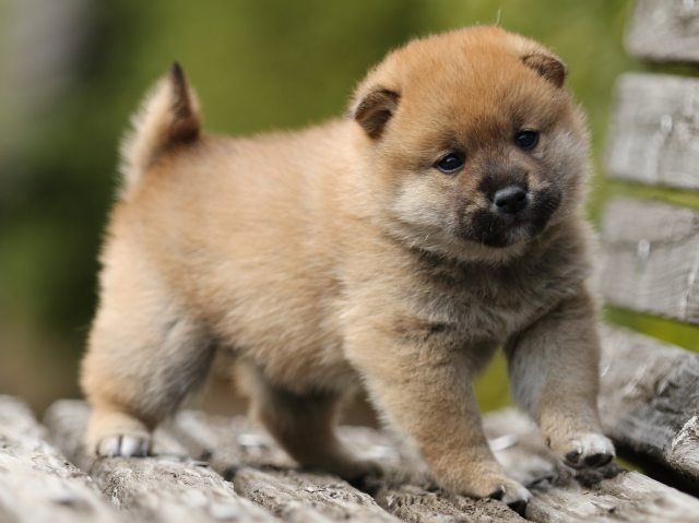 FP5A5199-puppy FP5A5199-puppy