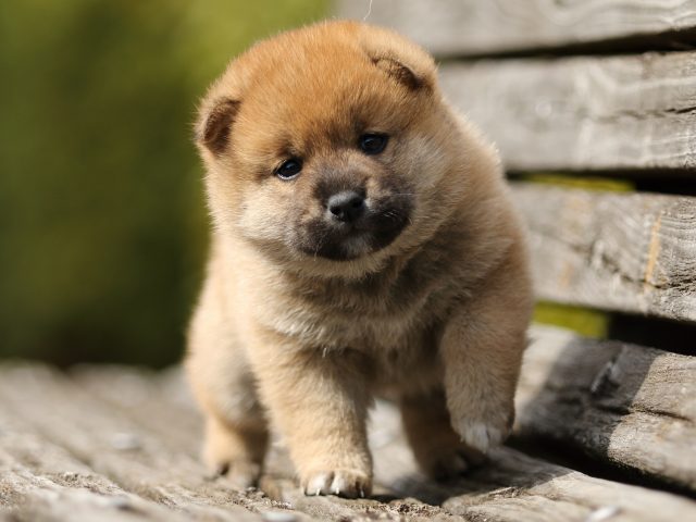 FP5A5221-puppy FP5A5221-puppy
