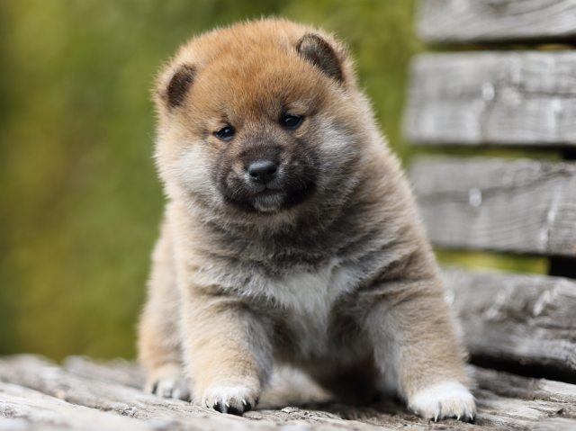 FP5A5261-puppy FP5A5261-puppy