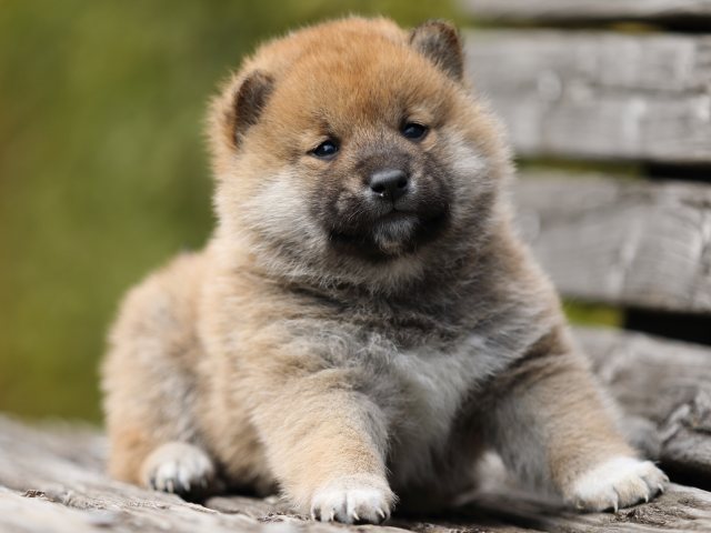 FP5A5277-puppy FP5A5277-puppy