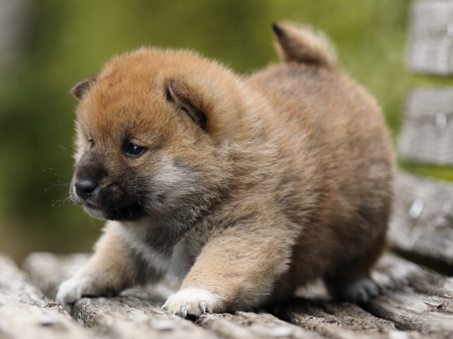 FP5A5286-puppy FP5A5286-puppy
