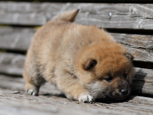 FP5A5339-puppy FP5A5339-puppy