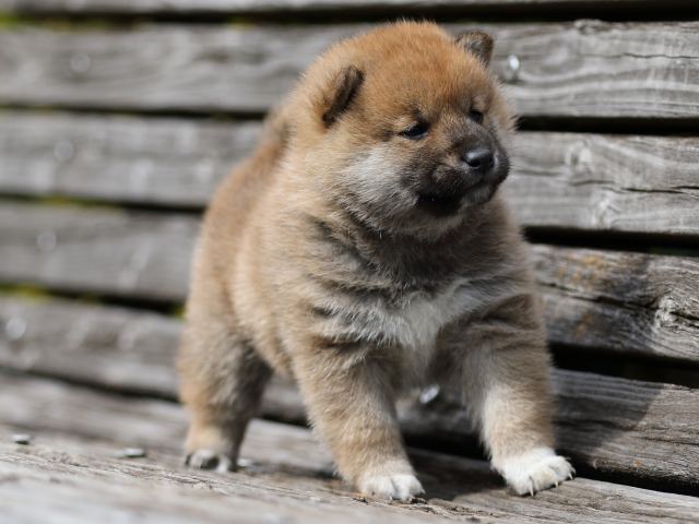 FP5A5356-puppy FP5A5356-puppy
