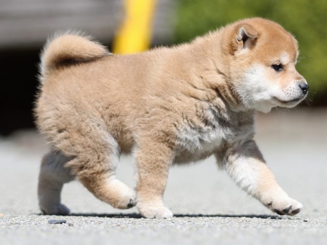 FP5A6997-puppy FP5A6997-puppy