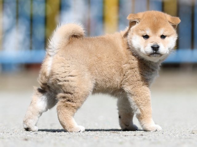 FP5A7009-puppy FP5A7009-puppy