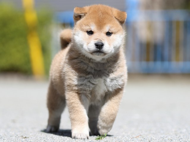 FP5A7029-puppy FP5A7029-puppy