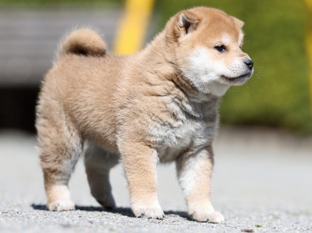 FP5A7095-puppy FP5A7095-puppy