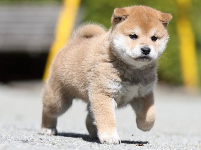 FP5A7106-puppy FP5A7106-puppy