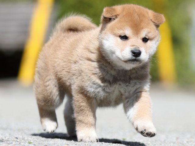 FP5A7107-puppy FP5A7107-puppy