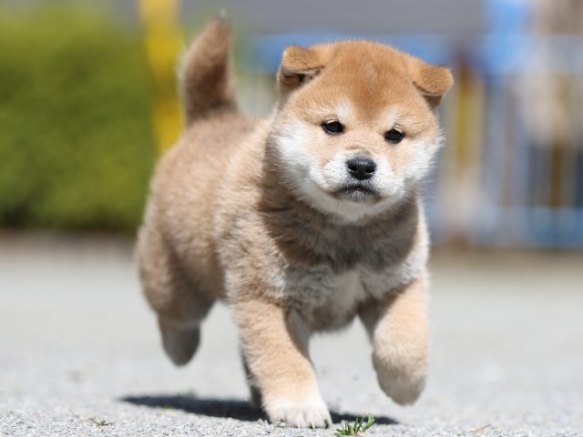 FP5A7113-puppy FP5A7113-puppy