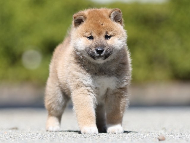 FP5A7140-puppy FP5A7140-puppy