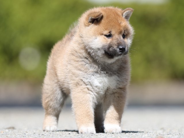 FP5A7142-puppy FP5A7142-puppy