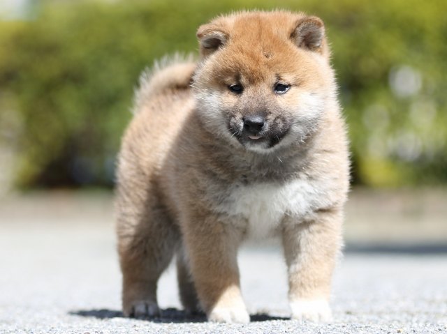 FP5A7166-puppy FP5A7166-puppy
