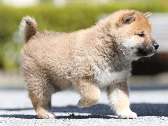 FP5A7197-puppy FP5A7197-puppy