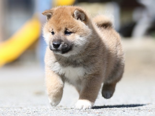FP5A7247-puppy FP5A7247-puppy