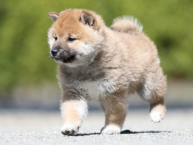 FP5A7261-puppy FP5A7261-puppy