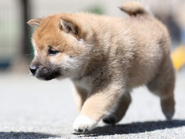 FP5A7287-puppy FP5A7287-puppy