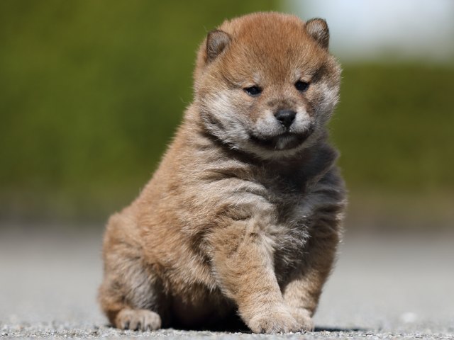 FP5A7515-puppy FP5A7515-puppy