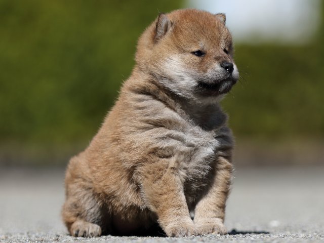 FP5A7528-puppy FP5A7528-puppy