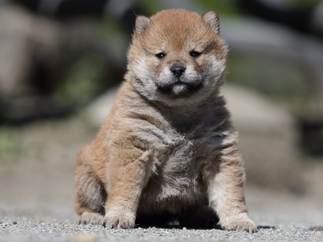 FP5A7537-puppy FP5A7537-puppy