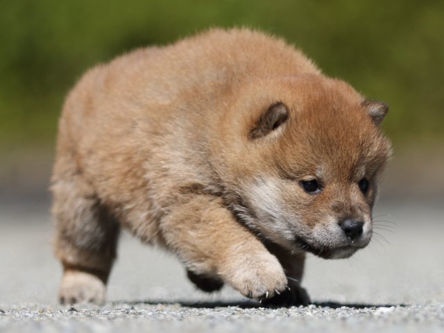 FP5A7550-puppy FP5A7550-puppy
