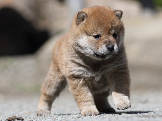 FP5A7581-puppy FP5A7581-puppy