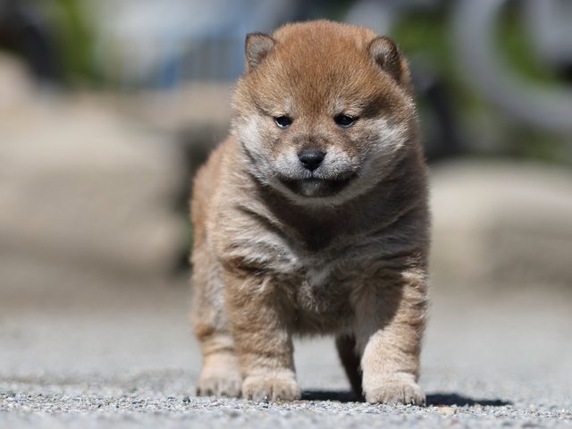 FP5A7587-puppy FP5A7587-puppy