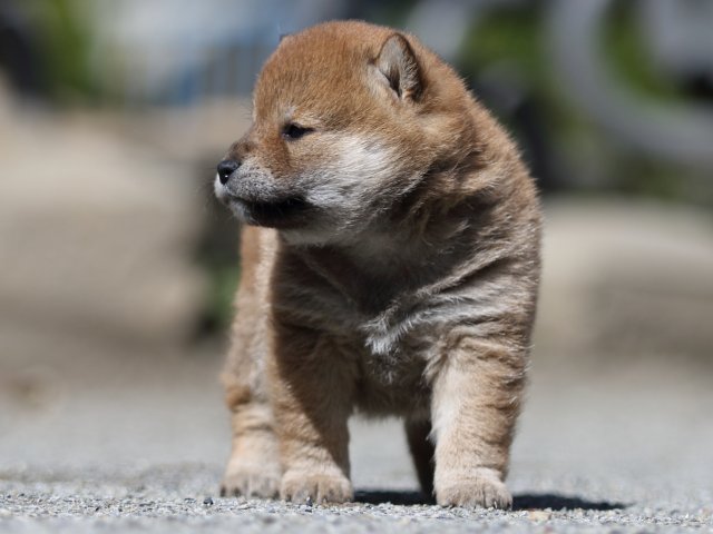 FP5A7591-puppy FP5A7591-puppy