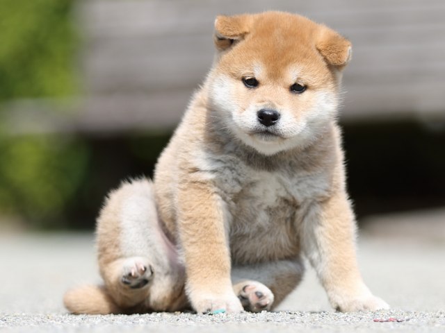 FP5A8888-puppy FP5A8888-puppy