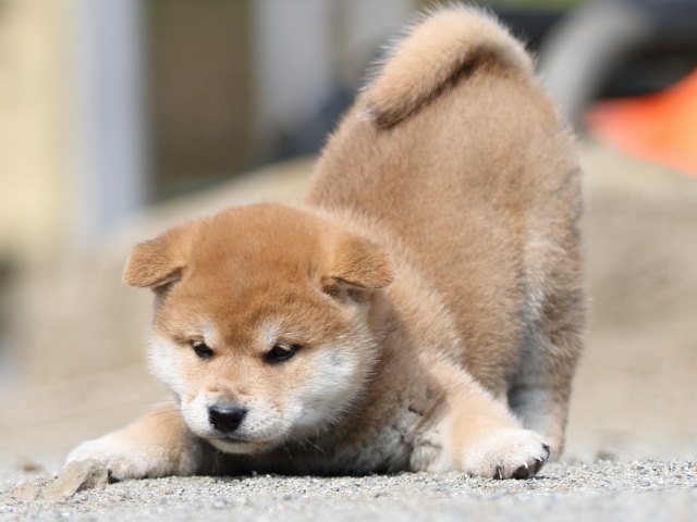 FP5A8937-puppy FP5A8937-puppy