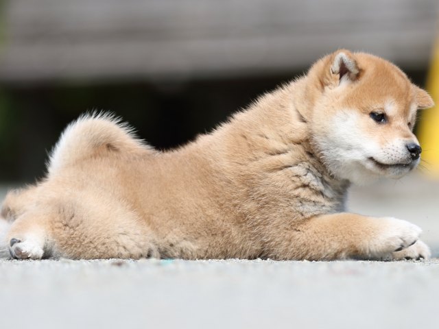 FP5A8967-puppy FP5A8967-puppy