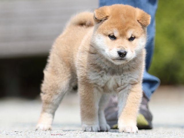 FP5A8976-puppy FP5A8976-puppy