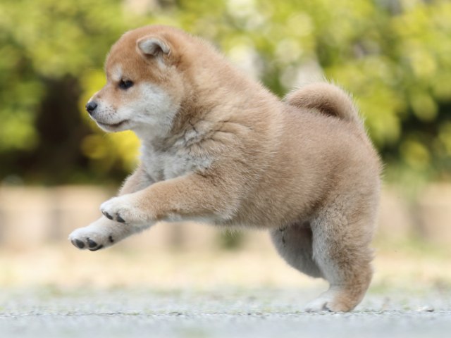 FP5A8992-puppy FP5A8992-puppy