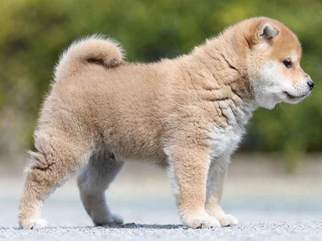 FP5A9009-puppy FP5A9009-puppy