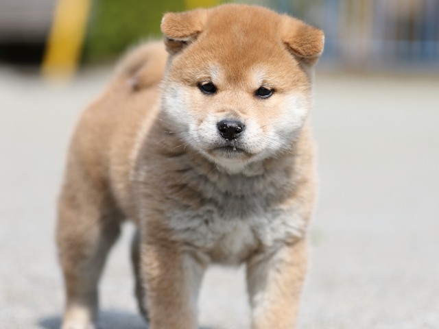 FP5A9062-puppy FP5A9062-puppy