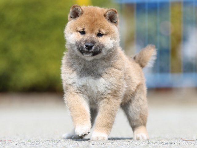 FP5A9548-puppy FP5A9548-puppy