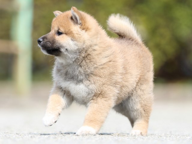 FP5A9581-puppy FP5A9581-puppy