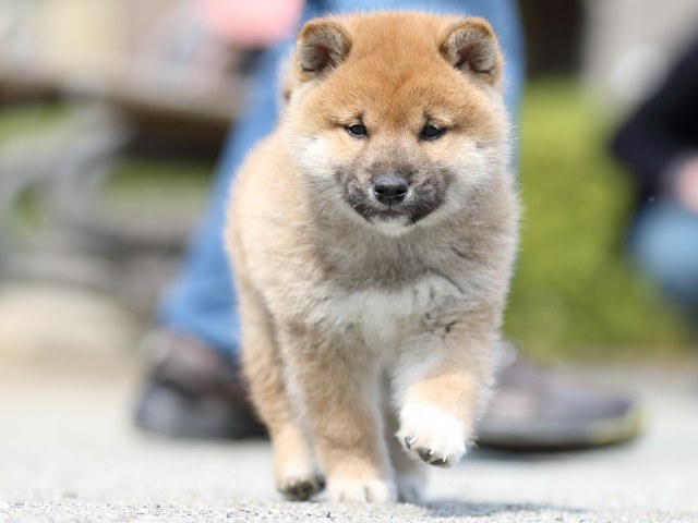 FP5A9611-puppy FP5A9611-puppy